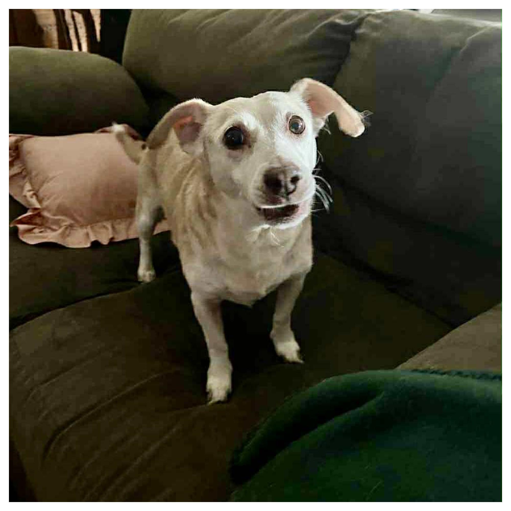 Riley, Adoptable, Senior Female Chihuahua.