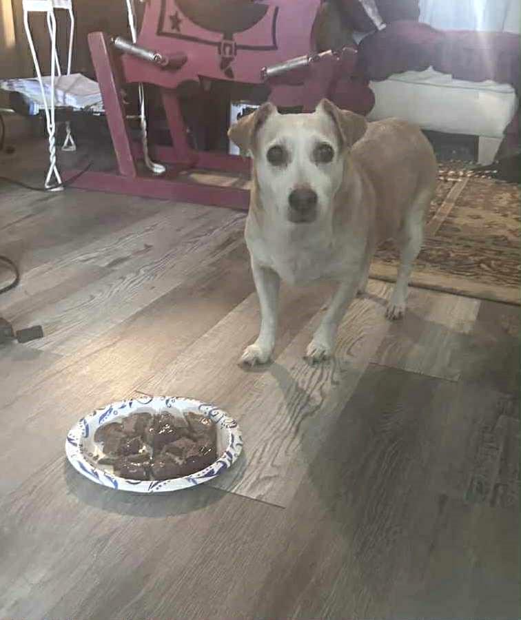 Riley, a Adoptable mixed breed in Eustis, FL image 2/3