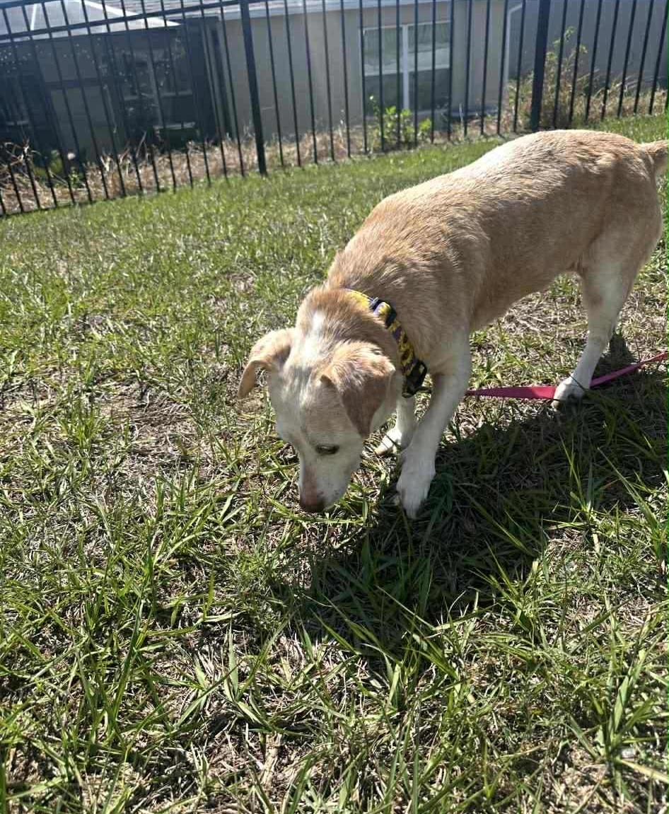 Riley, a Adoptable mixed breed in Eustis, FL image 3/3