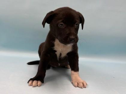 Oatmeal Raisin, Adoptable, Puppy Female Labrador Retriever & Mixed Breed.
