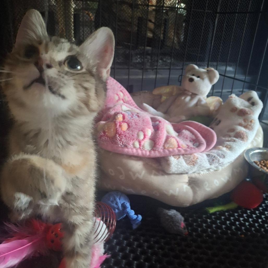 Enlarge Danity Kane, a Adoptable Domestic Short Hair in Fort Worth, TX image 1/3