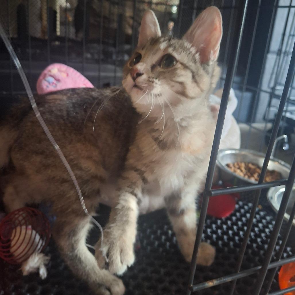 Enlarge Danity Kane, a Adoptable Domestic Short Hair in Fort Worth, TX image 2/3