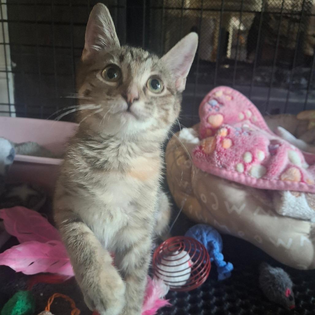 Enlarge Danity Kane, a Adoptable Domestic Short Hair in Fort Worth, TX image 3/3