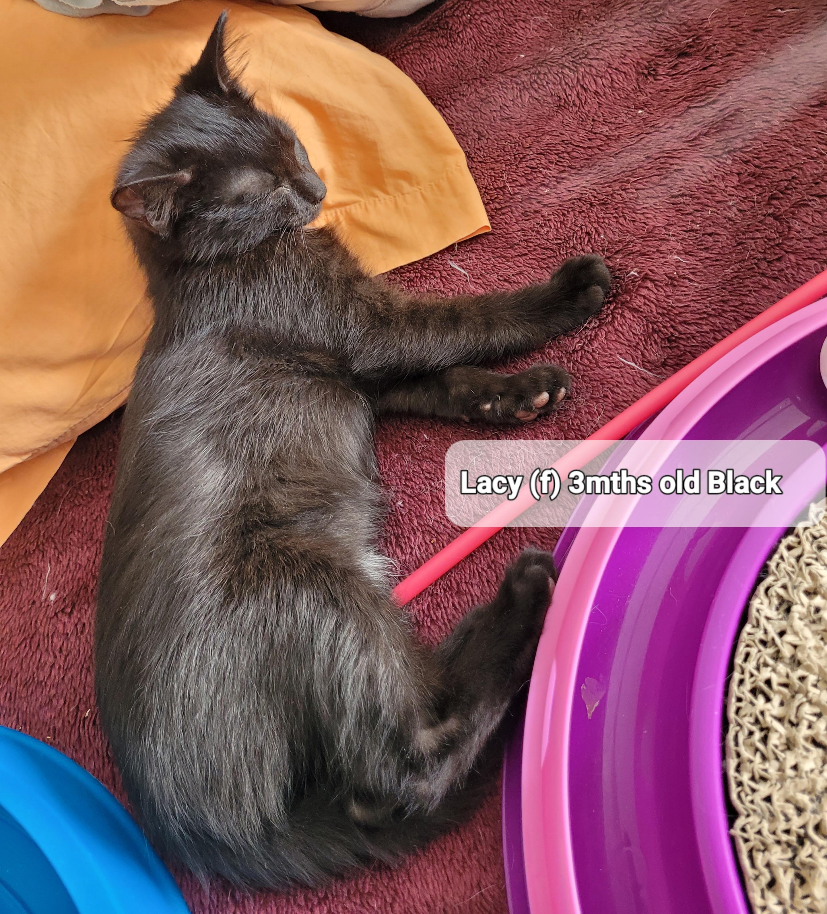 Enlarge Lacy (f) black d.o.b. 13 July 2025, a Adoptable Domestic Short Hair in Ottawa, ON image 4/6