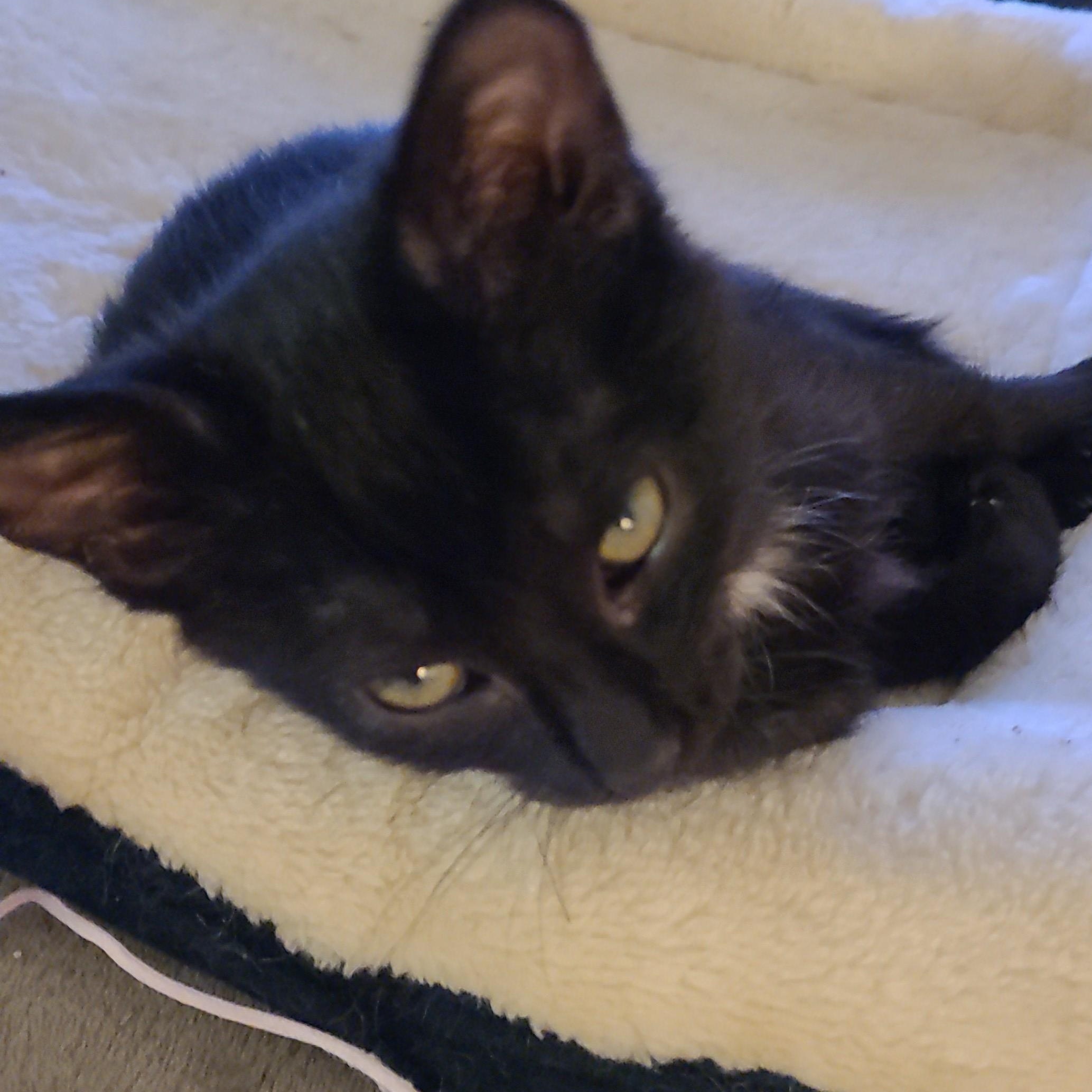 Lacy (f) black d.o.b. 13 July 2025, Adoptable, Young Female Domestic Short Hair.