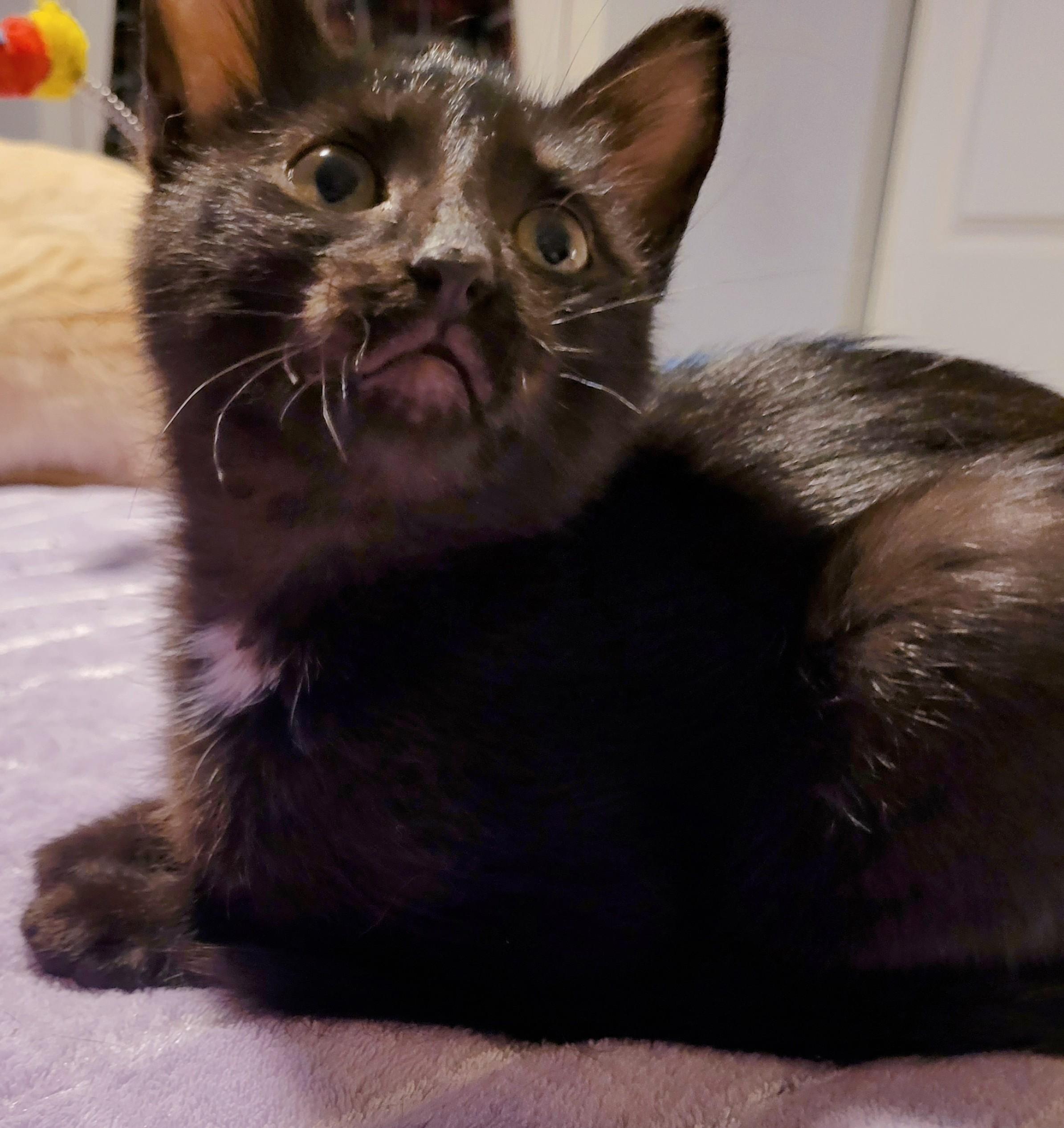 Enlarge Lacy (f) black d.o.b. 13 July 2025, a Adoptable Domestic Short Hair in Ottawa, ON image 6/6