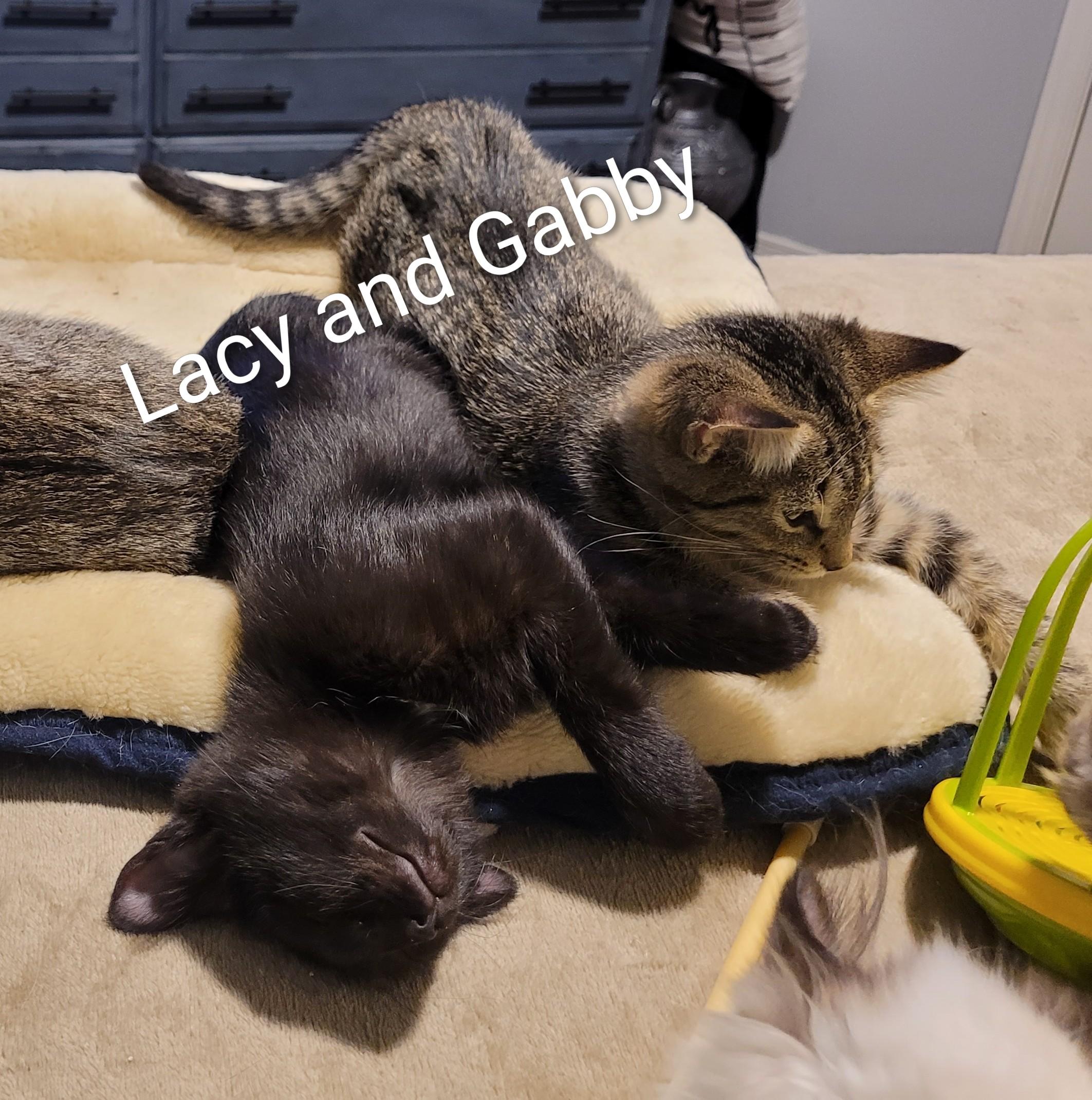 Enlarge Lacy (f) black d.o.b. 13 July 2025, a Adoptable Domestic Short Hair in Ottawa, ON image 5/6