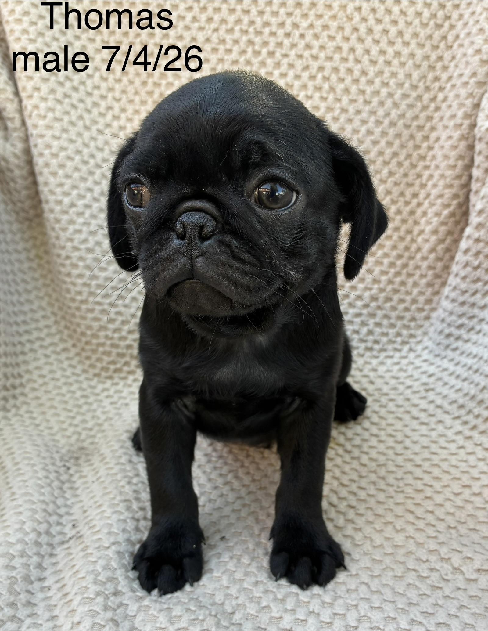 Thomas, Adopted, Puppy Female Pug.