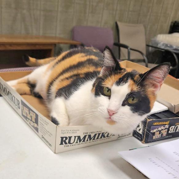 Enlarge Callie Anne C, a Adoptable Calico in Somerset, KY image 1/5