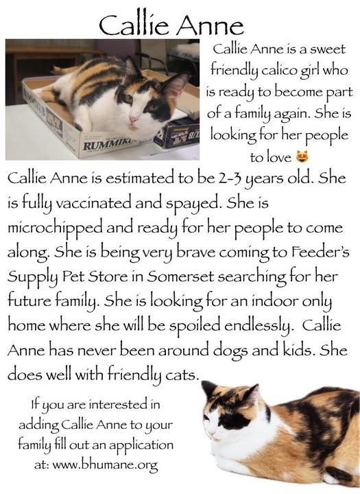 Callie Anne C, Adoptable, Adult Female Calico.