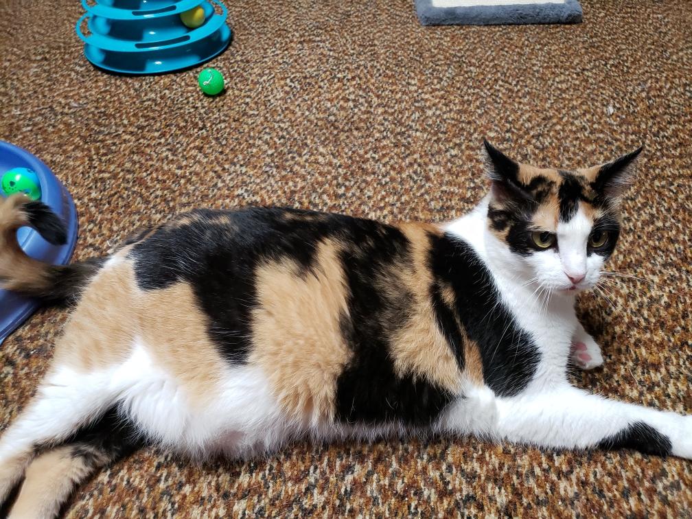 Enlarge Callie Anne C, a Adoptable Calico in Somerset, KY image 4/5