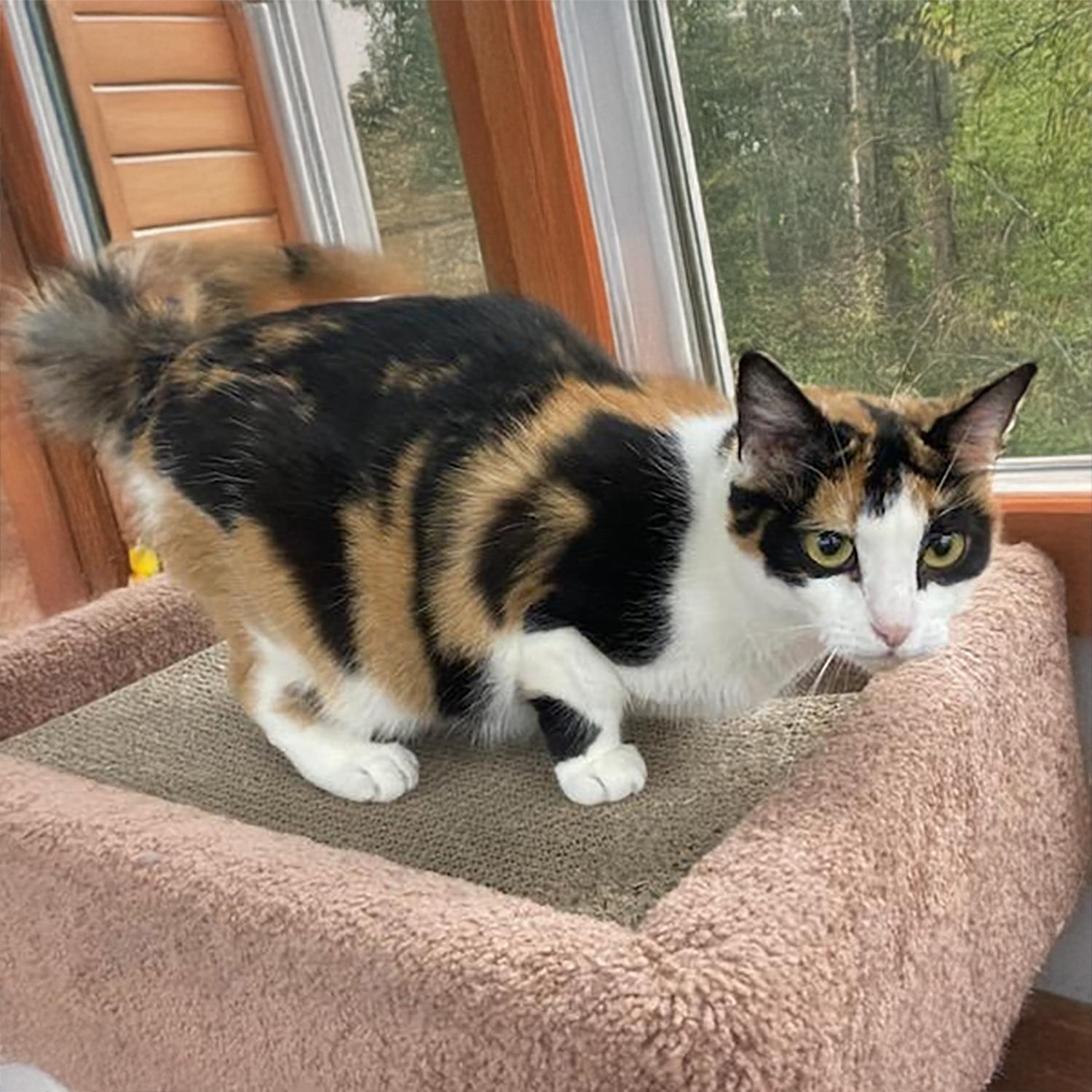 Enlarge Callie Anne C, a Adoptable Calico in Somerset, KY image 2/5