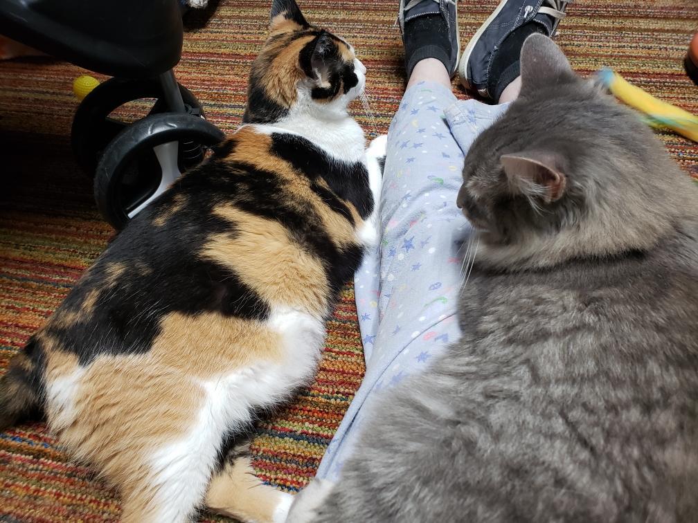 Enlarge Callie Anne C, a Adoptable Calico in Somerset, KY image 5/5