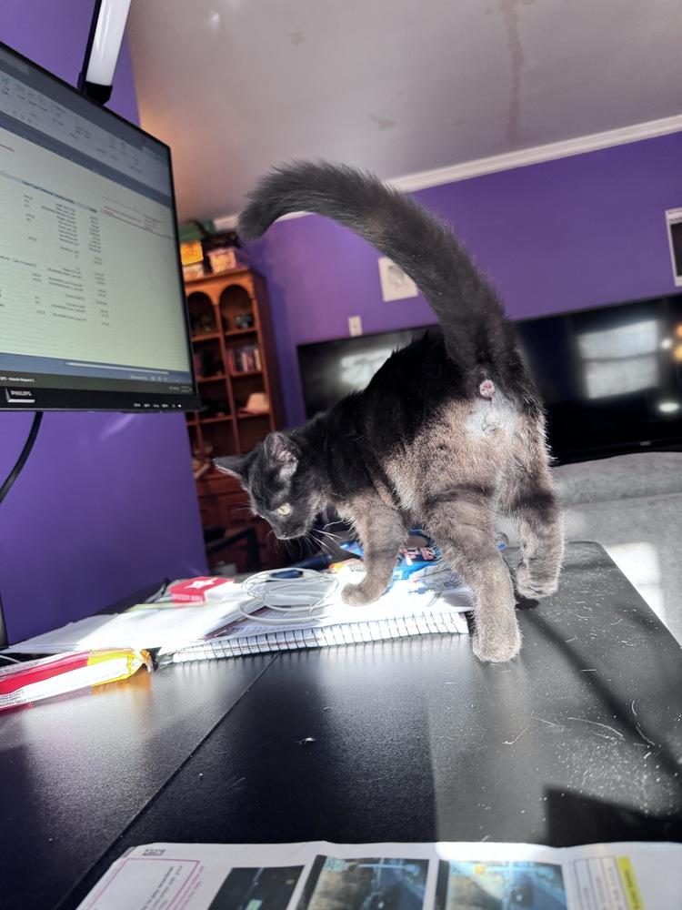 Enlarge Salem, a Adoptable mixed breed in Vienna , VA image 1/2