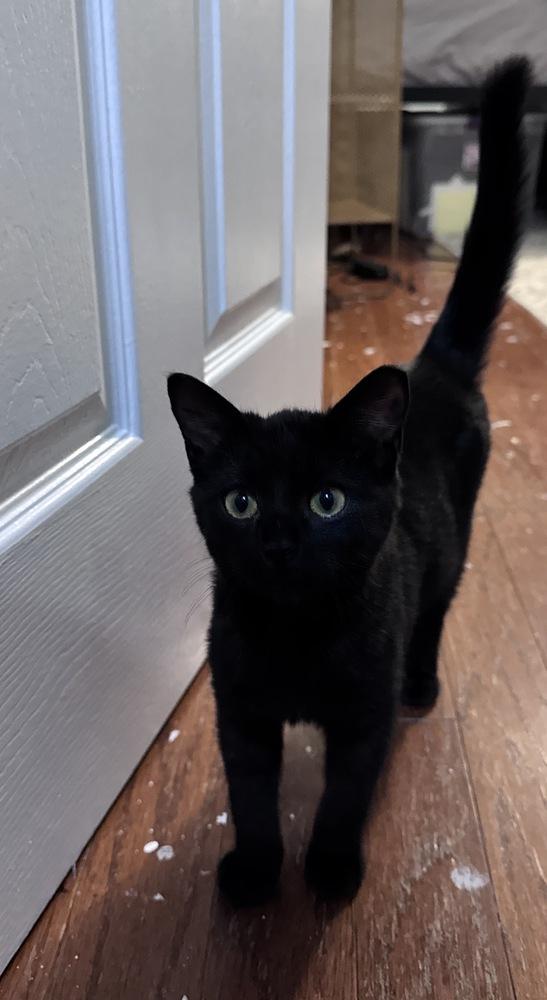 Enlarge Salem, a Adoptable mixed breed in Vienna , VA image 2/2