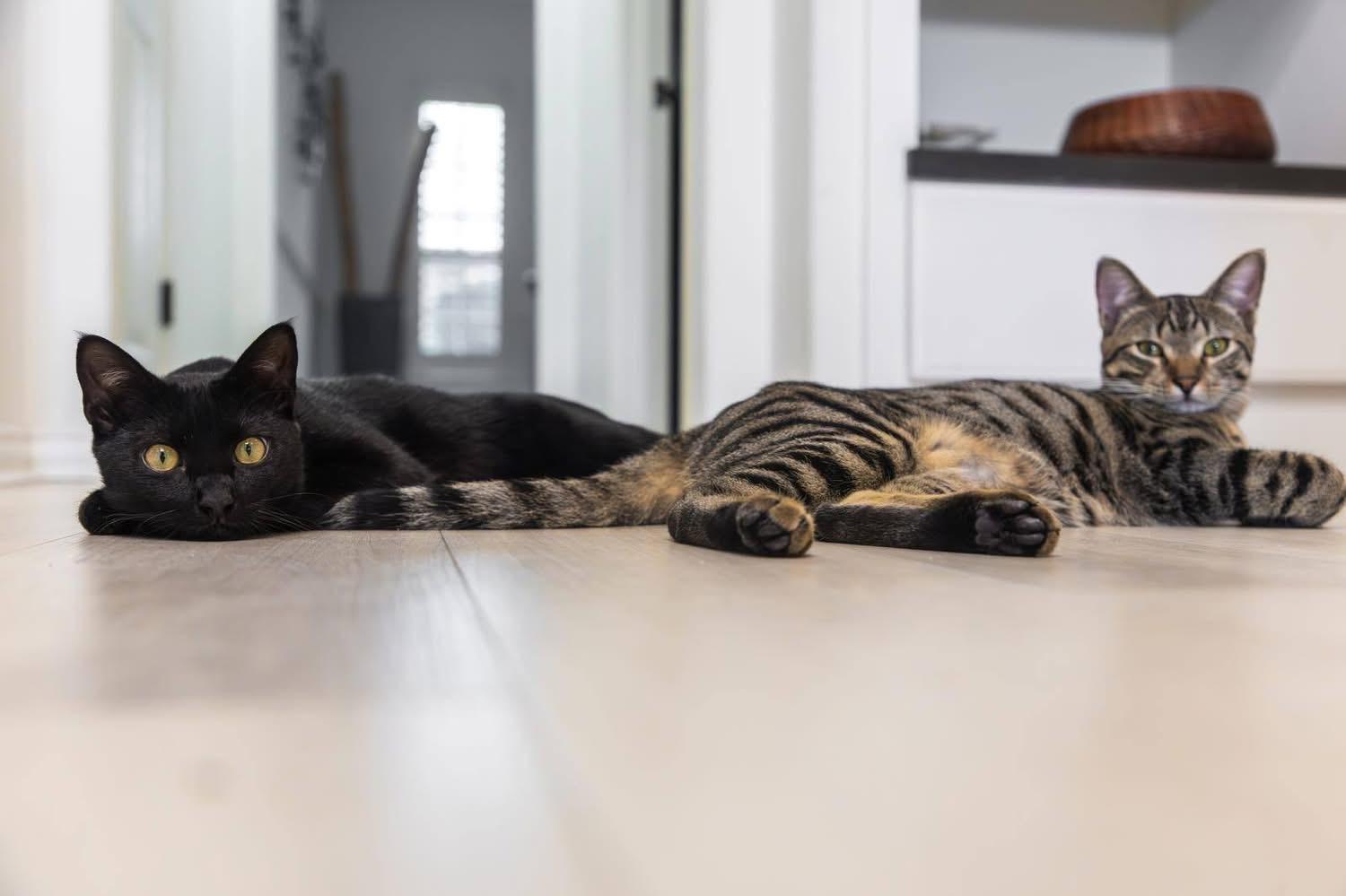 Zorro & Voodoo (the magical duo), Adopted, Young Male Domestic Short Hair & Bombay.