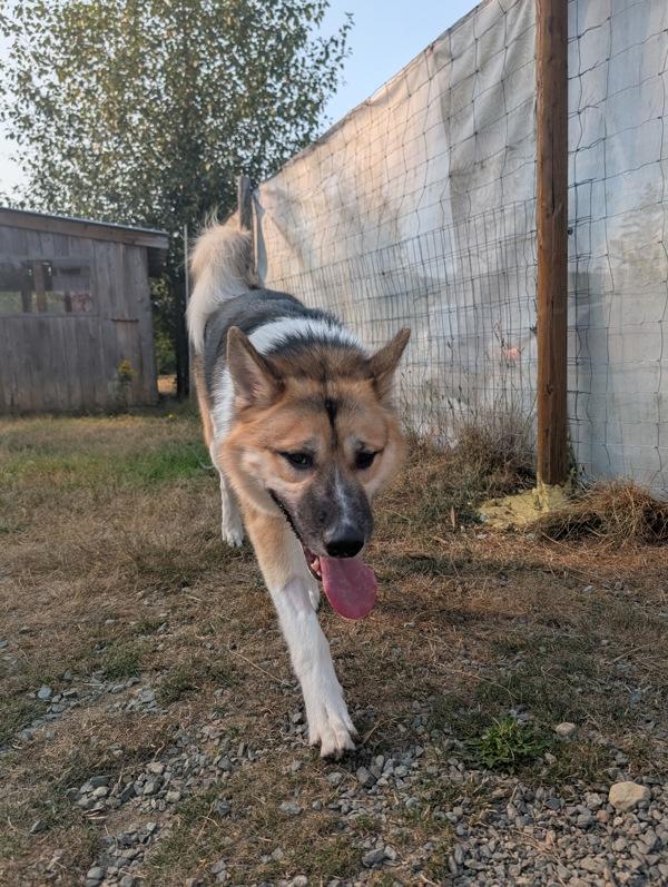 Enlarge Koda, a Adoptable mixed breed in Nanaimo, BC image 1/1