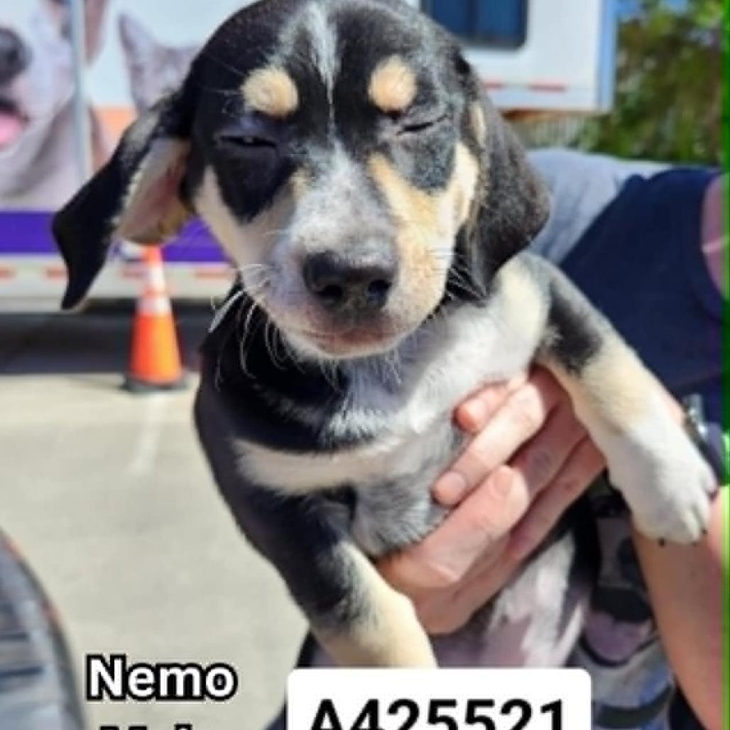 Enlarge Nemo, a Adoptable Mixed Breed in Tomah, WI image 1/5
