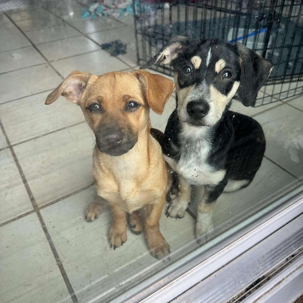 Enlarge Nemo, a Adoptable Mixed Breed in Tomah, WI image 2/5