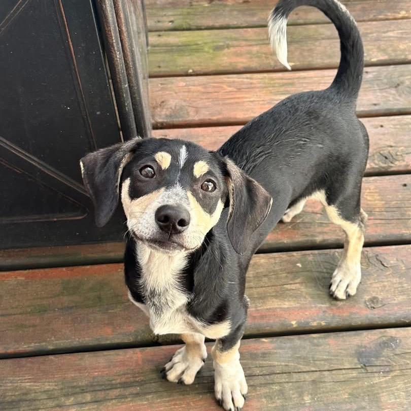 Enlarge Nemo, a Adoptable Mixed Breed in Tomah, WI image 3/5