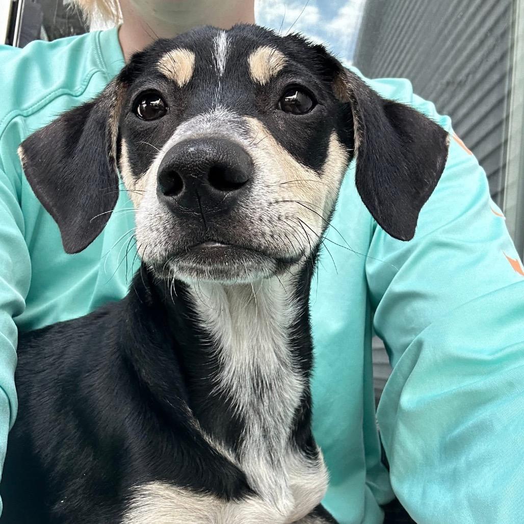 Enlarge Nemo, a Adoptable Mixed Breed in Tomah, WI image 4/5