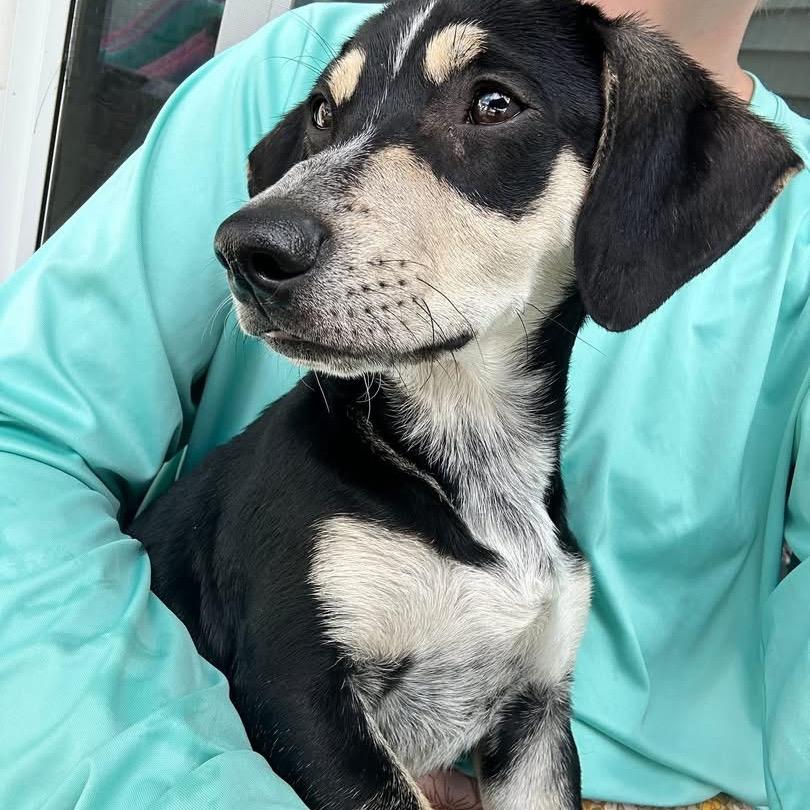 Enlarge Nemo, a Adoptable Mixed Breed in Tomah, WI image 5/5