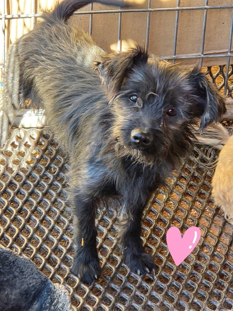 Stella Sue, Adoptable, Adult Female Terrier.