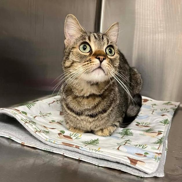 Mac, a Adoptable Domestic Short Hair in Rexburg, ID image 1/6