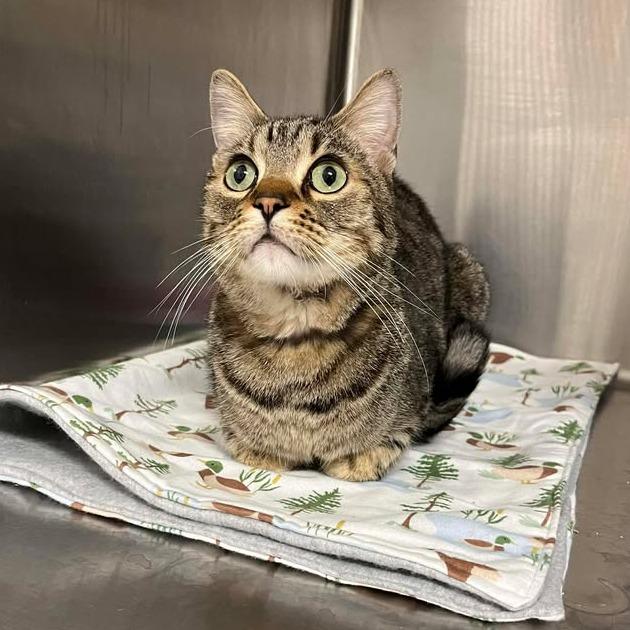 Mac, a Adoptable Domestic Short Hair in Rexburg, ID image 2/6