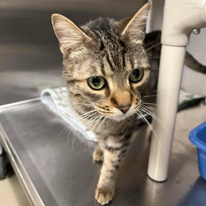 Mac, a Adoptable Domestic Short Hair in Rexburg, ID image 3/6