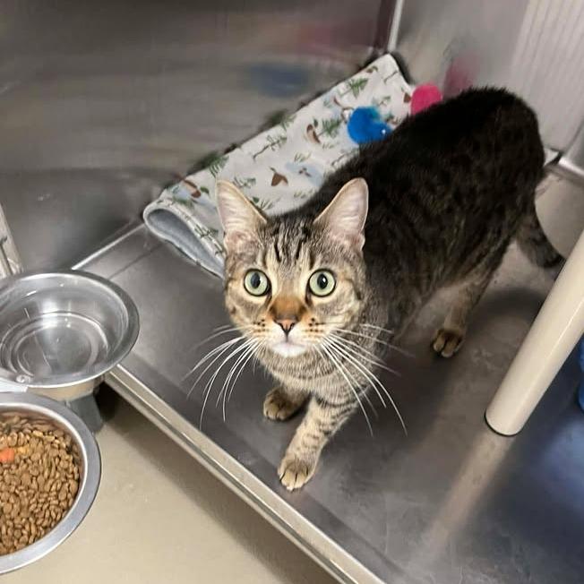 Mac, a Adoptable Domestic Short Hair in Rexburg, ID image 4/6