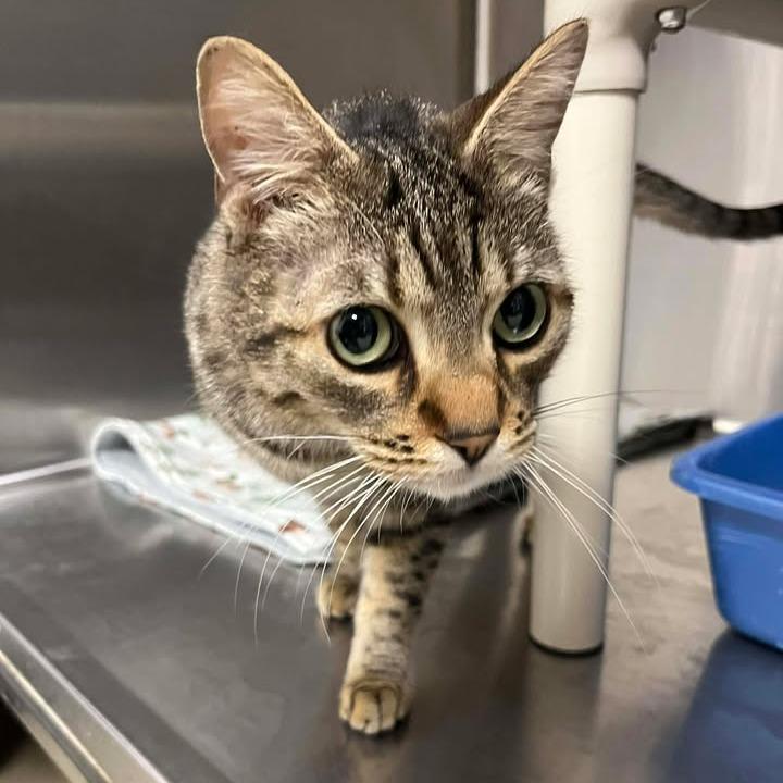 Mac, a Adoptable Domestic Short Hair in Rexburg, ID image 5/6