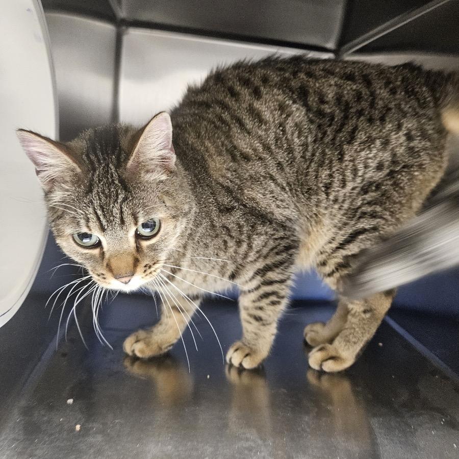 Mac, a Adoptable Domestic Short Hair in Rexburg, ID image 6/6