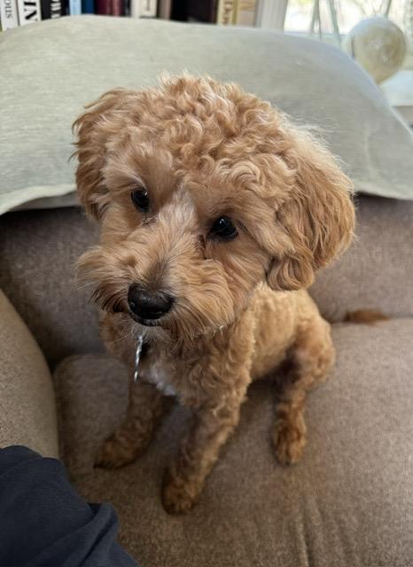 Enlarge Reggie, a Adoptable Maltipoo in Pembroke, MA image 5/6