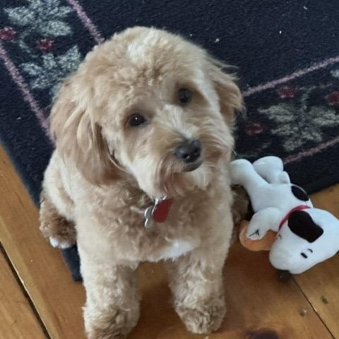 Enlarge Reggie, a Adoptable Maltipoo in Pembroke, MA image 2/6