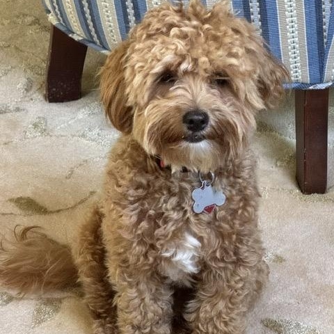 Reggie, Adoptable, Young Male Maltipoo.