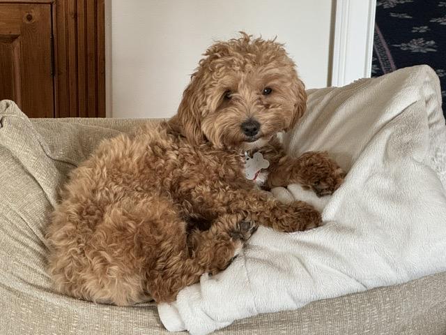 Enlarge Reggie, a Adoptable Maltipoo in Pembroke, MA image 3/6