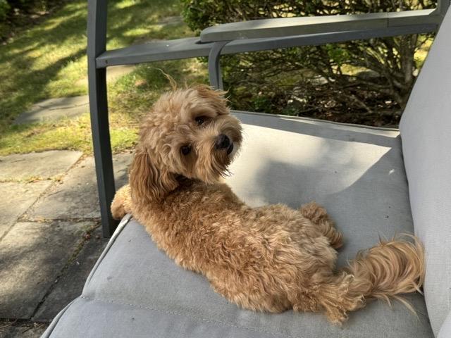 Enlarge Reggie, a Adoptable Maltipoo in Pembroke, MA image 4/6
