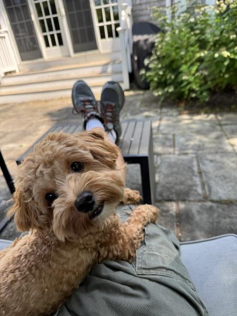 Enlarge Reggie, a Adoptable Maltipoo in Pembroke, MA image 6/6