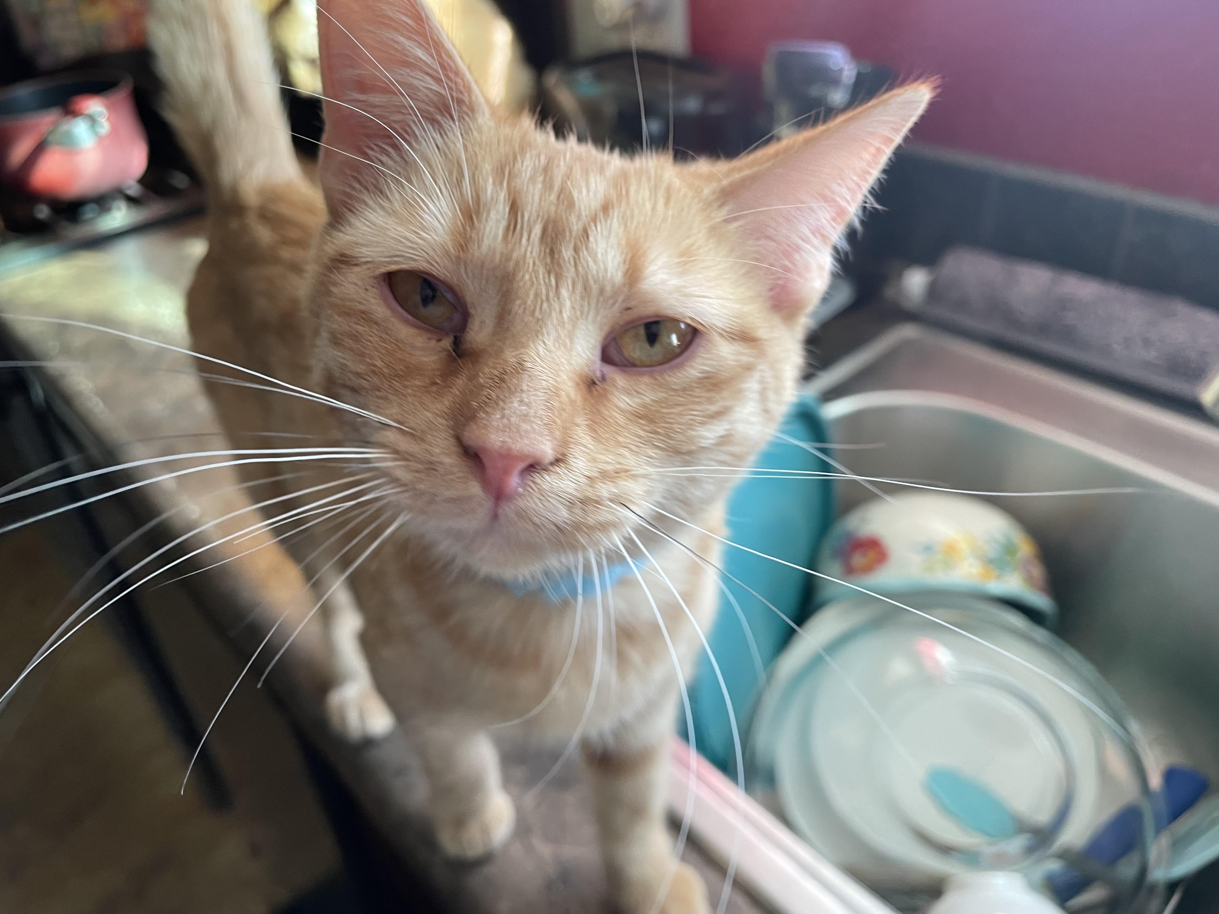Peaches, Adoptable, Young Female Domestic Short Hair.