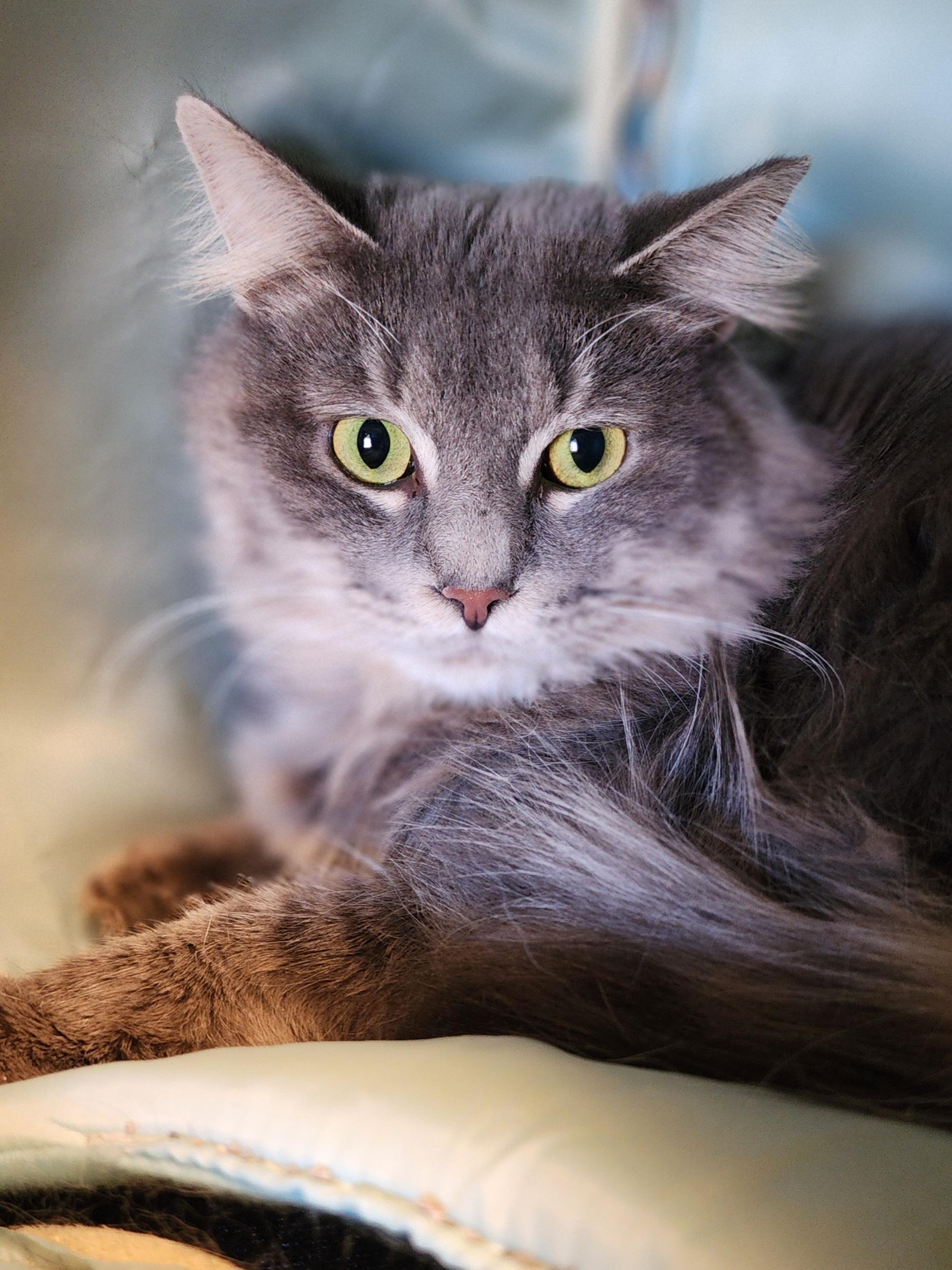 Randall, a Adoptable Domestic Long Hair in Bristol, TN image 5/6