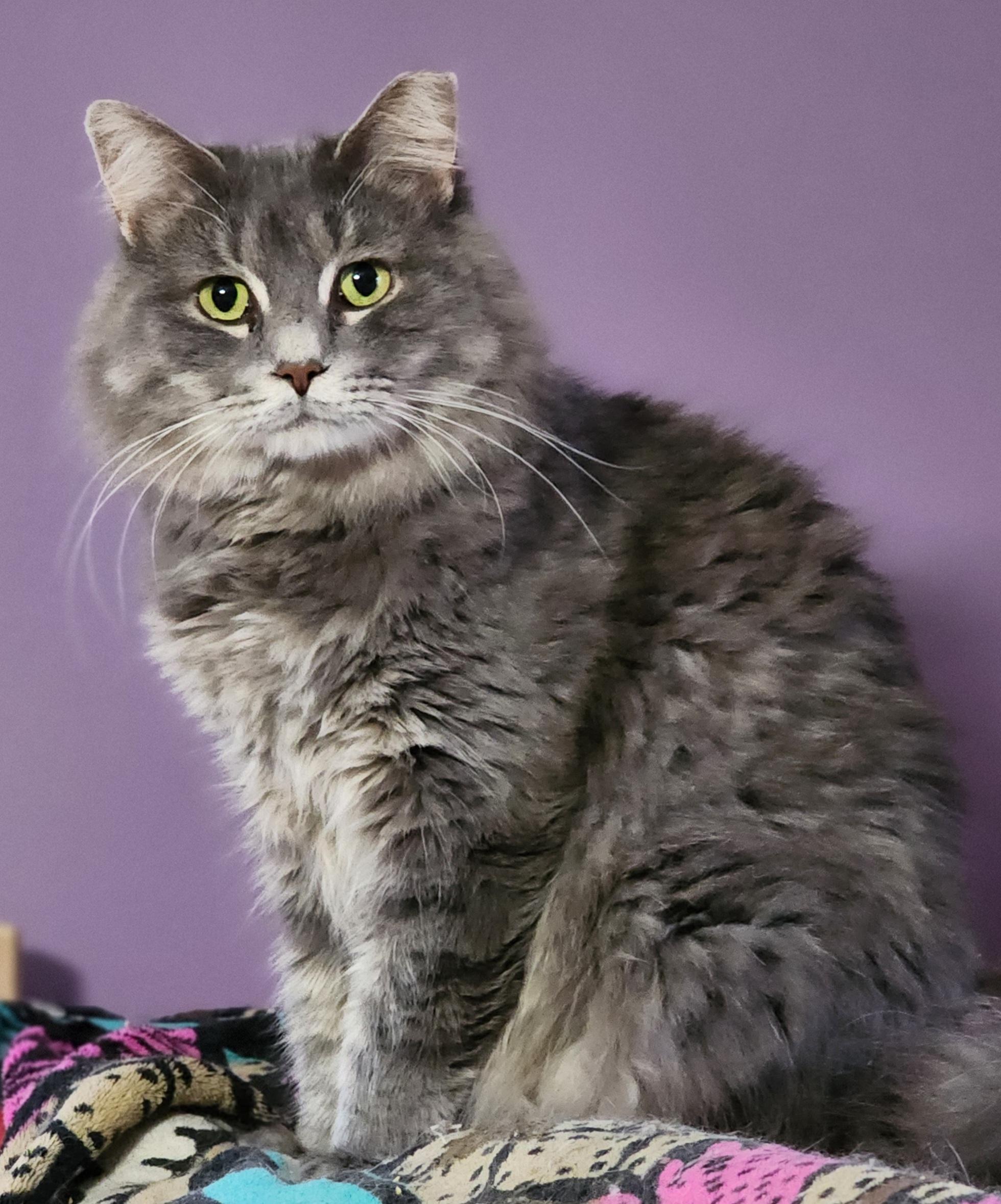 Randall, Adoptable, Adult Male Domestic Long Hair.