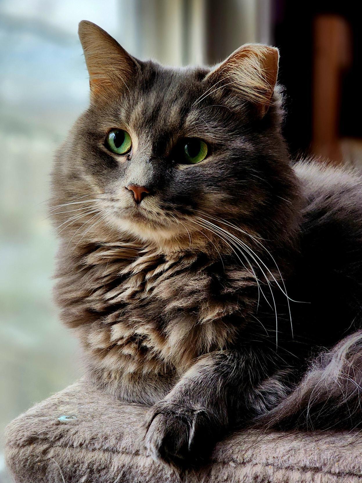 Randall, Adoptable, Adult Male Domestic Long Hair.