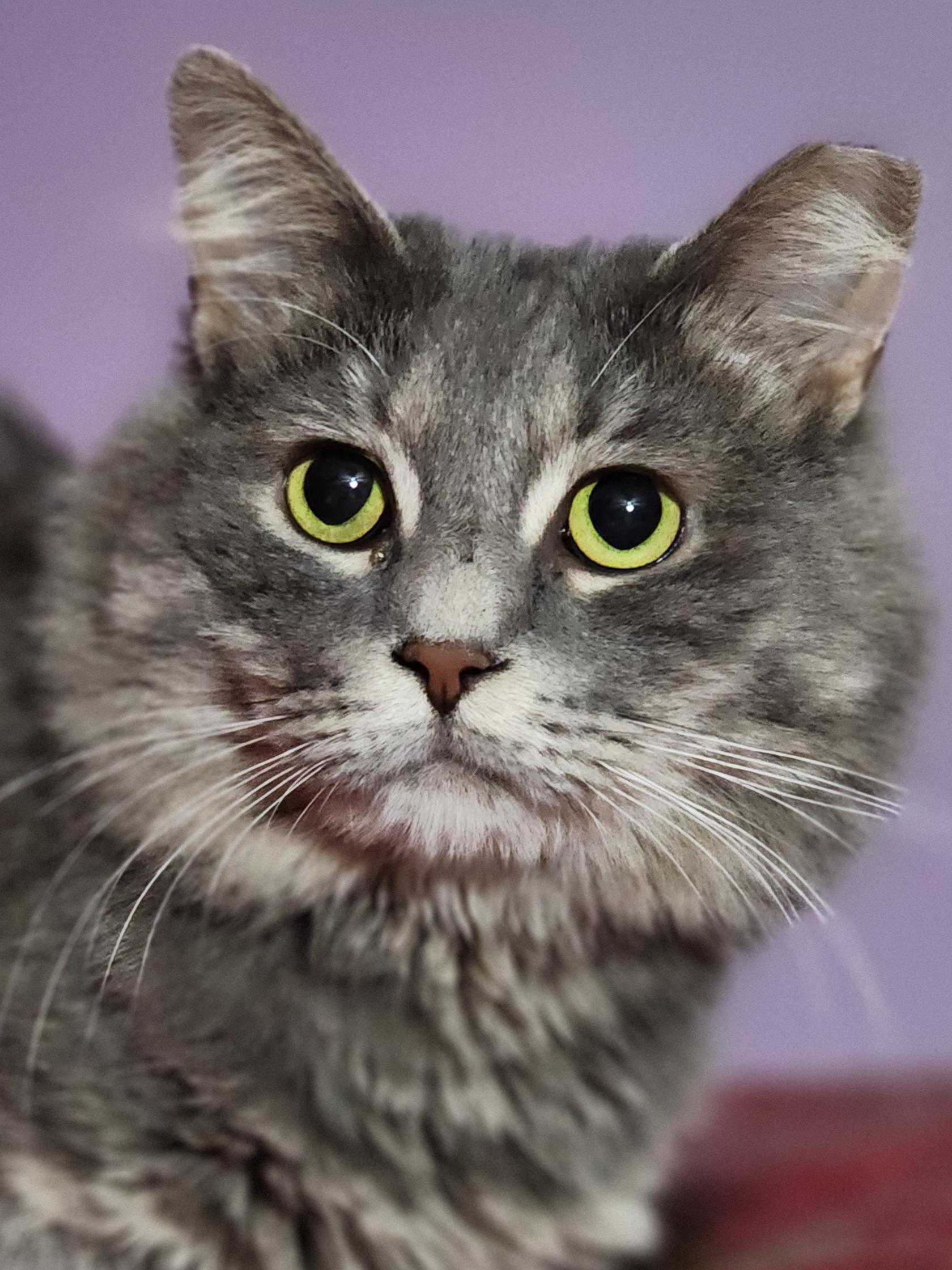 Randall, a Adoptable Domestic Long Hair in Bristol, TN image 4/6