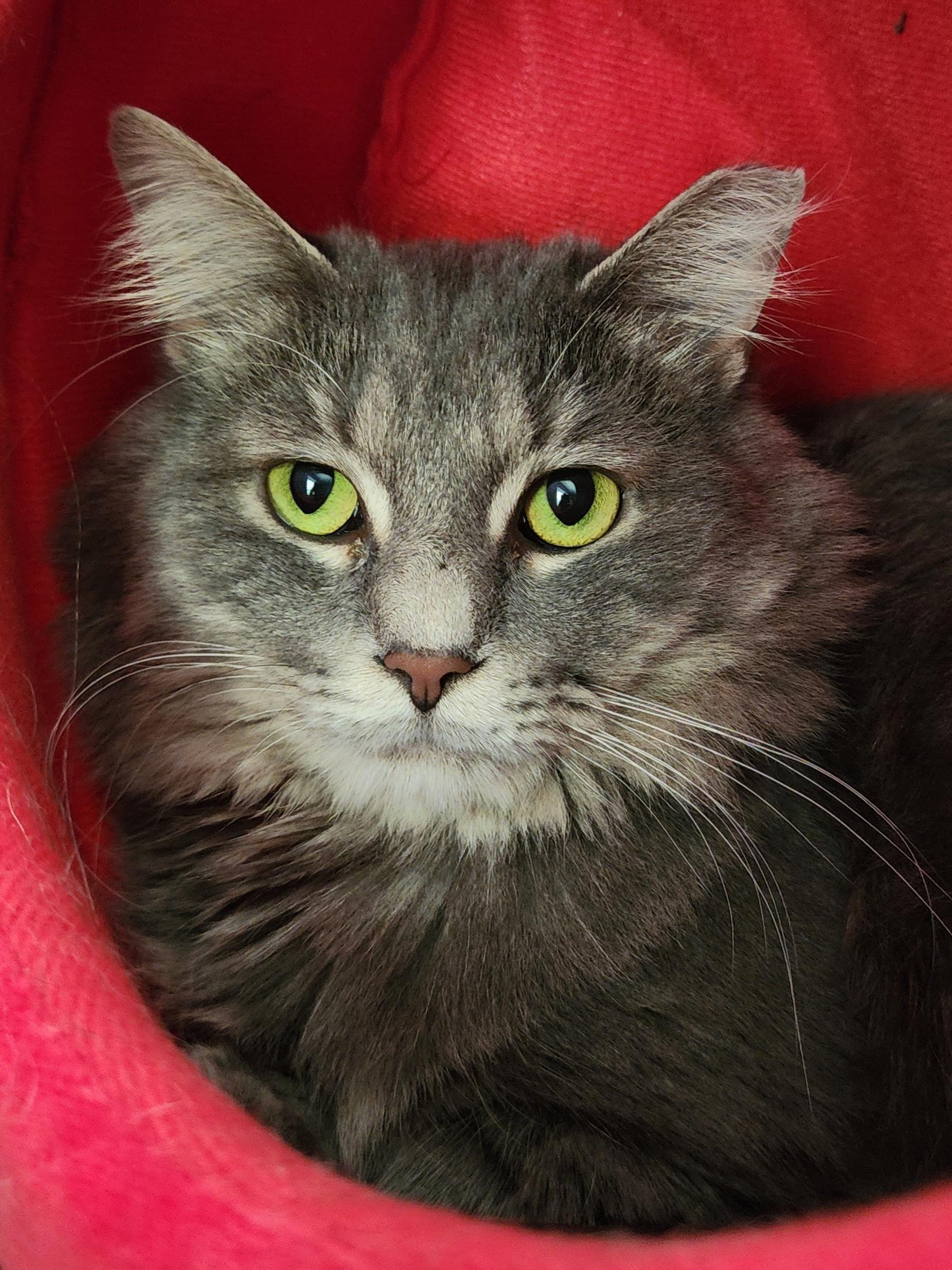 Randall, Adoptable, Adult Male Domestic Long Hair.
