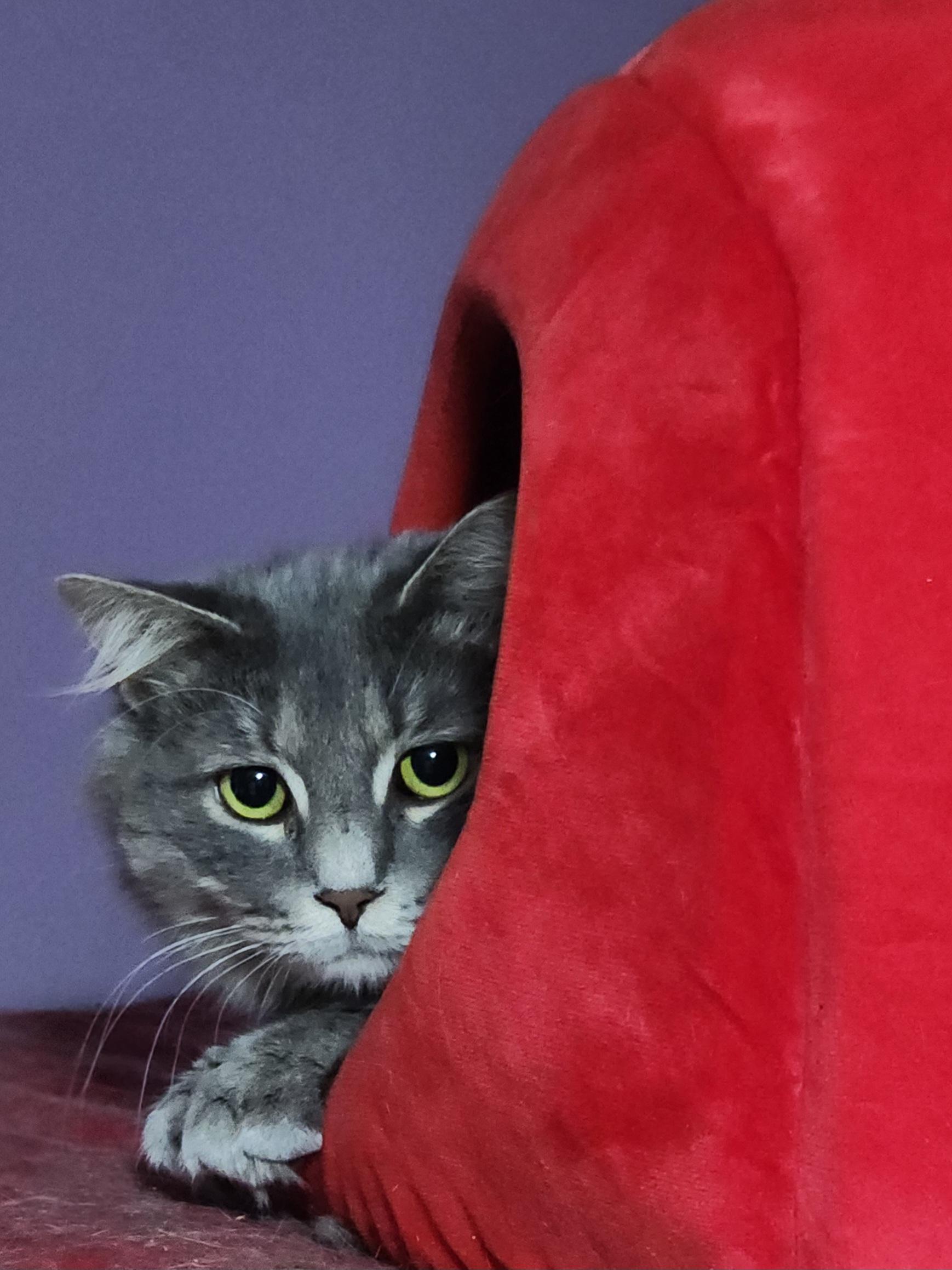 Randall, a Adoptable Domestic Long Hair in Bristol, TN image 3/6