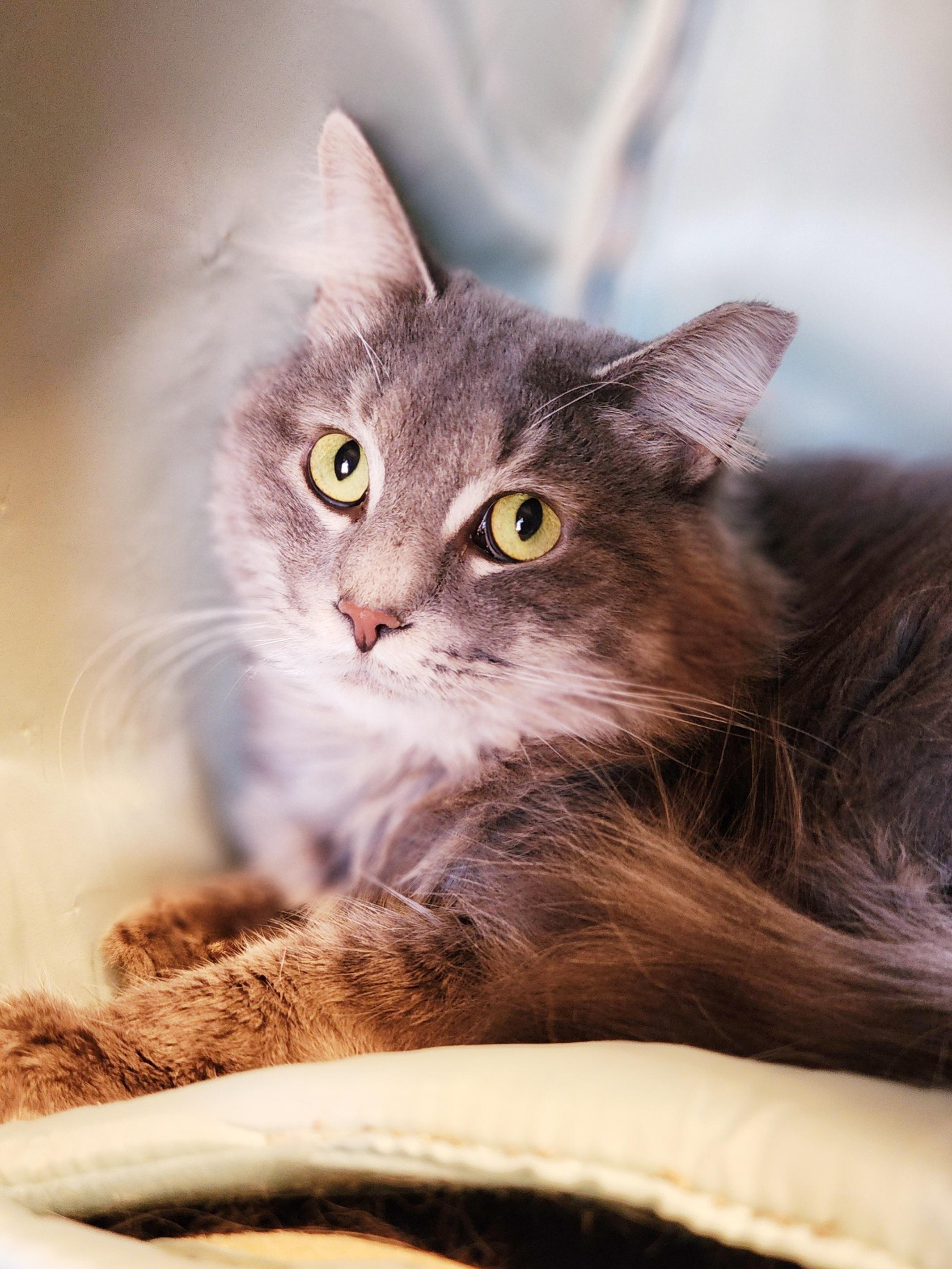 Randall, a Adoptable Domestic Long Hair in Bristol, TN image 6/6
