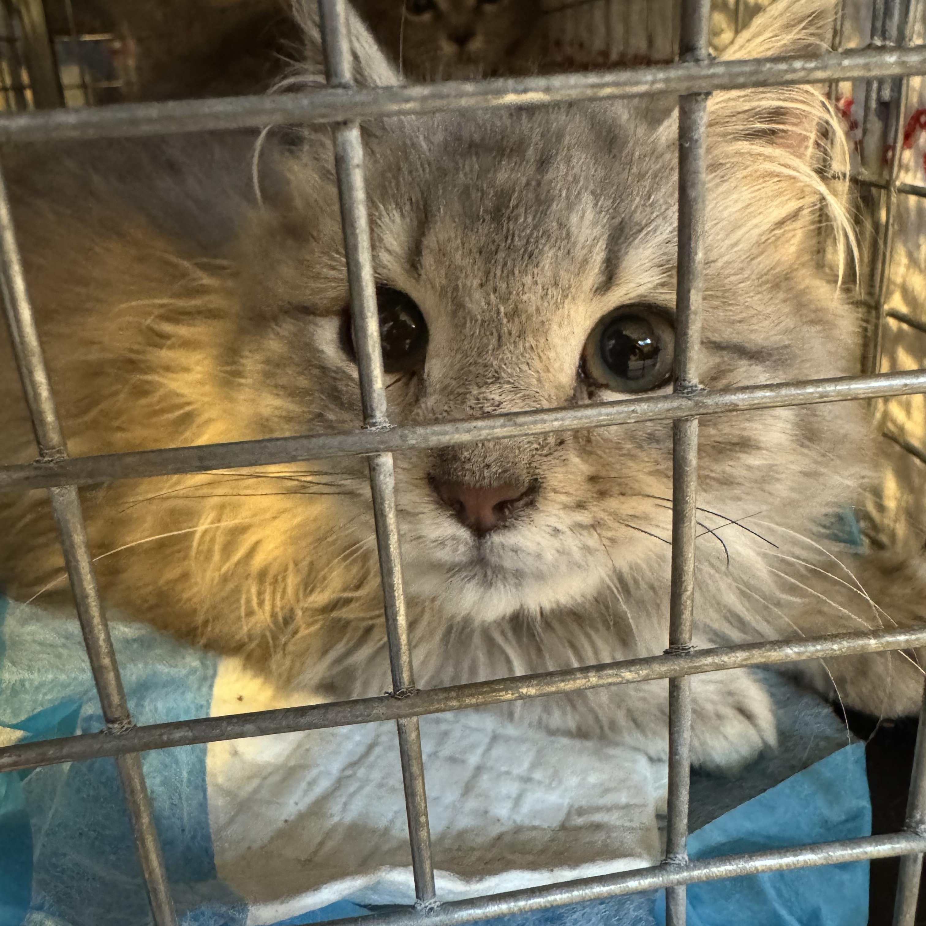 Enlarge Lillan, an adopted mixed breed in Alexandria, VA image 2/2