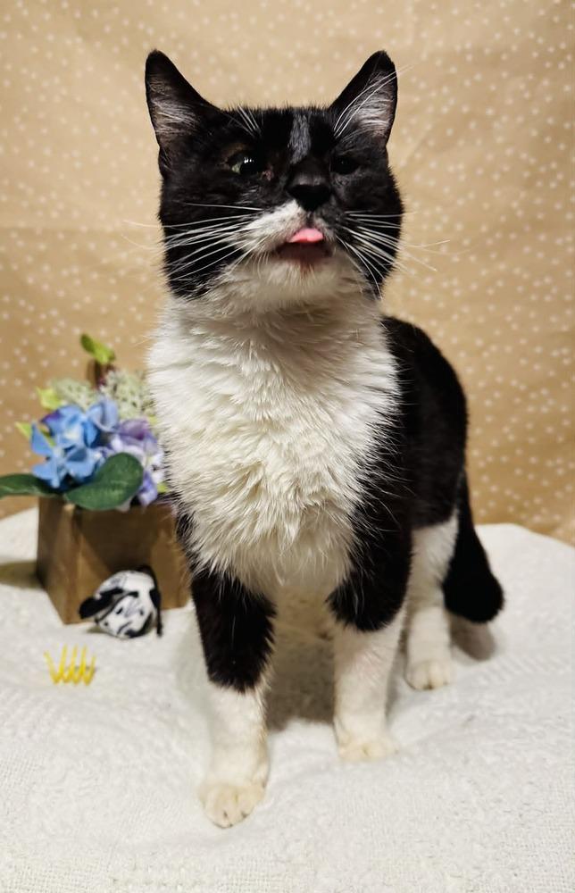 Lucy, a Adoptable mixed breed in Groveland, MA image 1/4