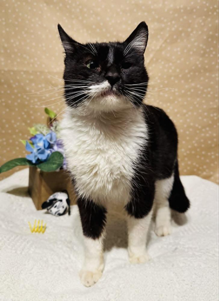 Lucy, a Adoptable mixed breed in Groveland, MA image 2/4